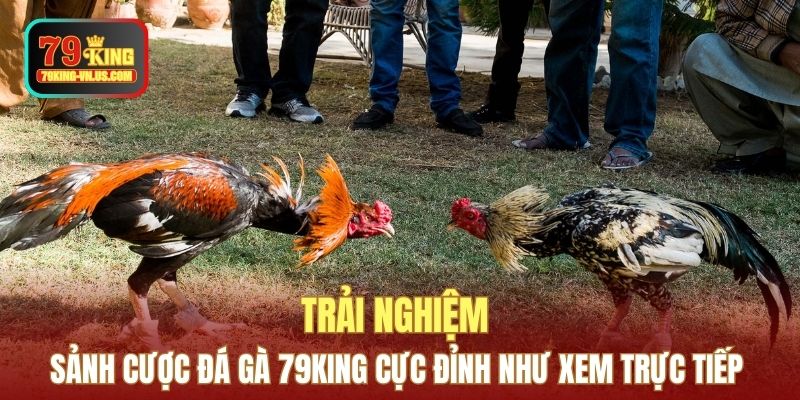 Trải nghiệm sảnh cược Đá gà 79KING cực đỉnh như xem trực tiếp